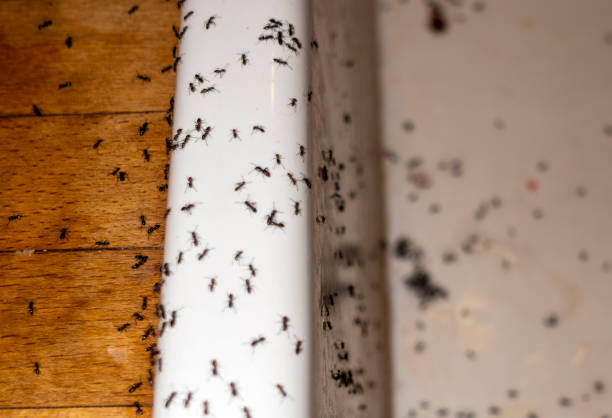 Best Residential Pest Control  in La Harpe, IL
