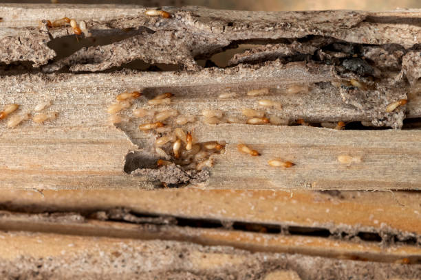 Best Cockroach Control Services  in La Harpe, IL